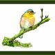 Chaffinch - a comfy…