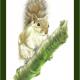 Grey Squirrel - balancing…