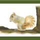 Gray Squirrel - enjoy…