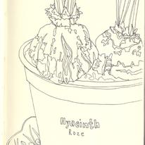 Hyacinth