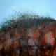 Brambles & Thorns