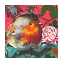 Robin 3