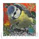 Blue Tit VI | £40 | | Giclee Print on fine art paper Blue Tit VI