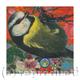 Blue Tit V | £40 | | Giclee Print on fine art paper Blue Tit V