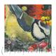Blue Tit IV | £40 | | Giclee Print on fine art paper Blue Tit IV