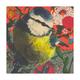 Blue Tit II | £40 | | Giclee Print on fine art paper Blue Tit II