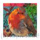Robin IV | £40 | | Giclee Print on fine art paper Robin IV