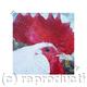 White | £40 | | Giclee Print on fine art paper White