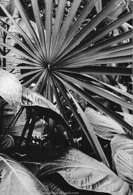Kew Gardens5 black and white photography 24x31cm