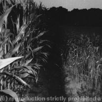 Germany (field with crops)