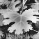 Kew Gardens2
