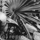 Kew Gardens5