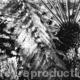 Kew Gardens11