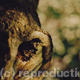 Colour Photos2