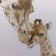 giraffes | | | giraffes