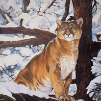 Mountain Lion in Winter