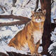 Mountain Lion in Winter
