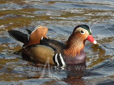 Wildlife Portrait of Mandarin Duck 2