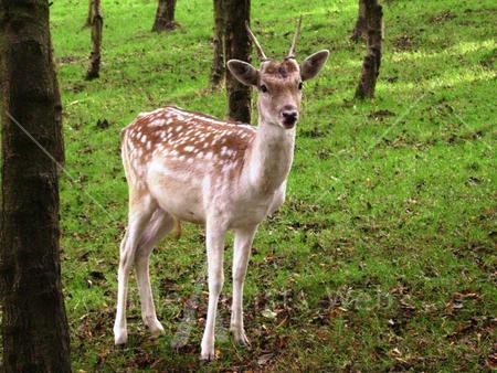 portrait of deer - chestnut centre