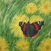 Red Admiral Butterfly