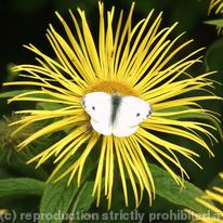 White Butterfly, Yellow Flower