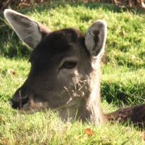 Wildlife Portrait of Deer, Dunham Massey