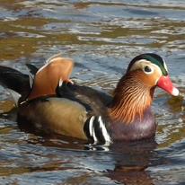 Wildlife Portrait of Mandarin Duck 2