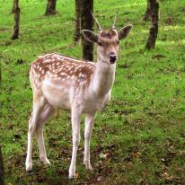 portrait of deer - chestnut centre