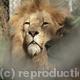 Lion | | | Photo Lion