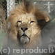 Lions - Ghost | | | Photo Lions - Ghost