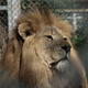 Lion King 1608 | | | Photo Lion King 1608