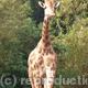 Wildlife portrait -…