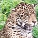 Wildlife portrait -…