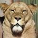 Wildlife portrait -…