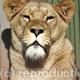Wildlife portrait -…
