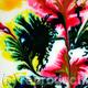 Abstract - Flowers