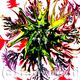 Abstract - Growth