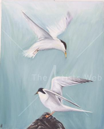 Bird of the Sea - Seagulls