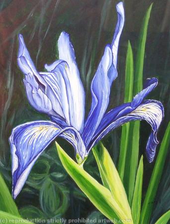 Blue Iris Flower