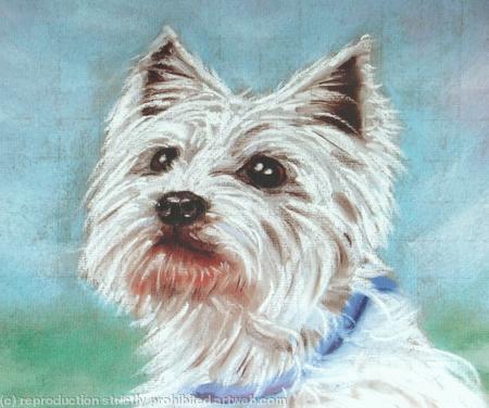 Dog Portrait - Buster , West Highland Terrier