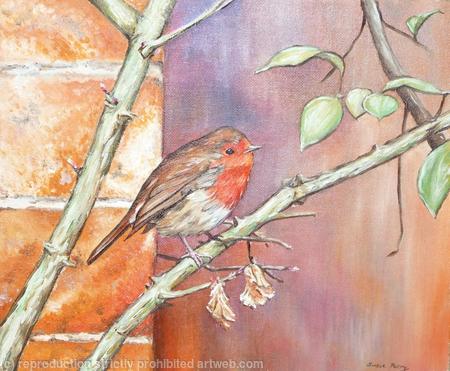Bird Wildlife portrait - Robin at Bramhall Park