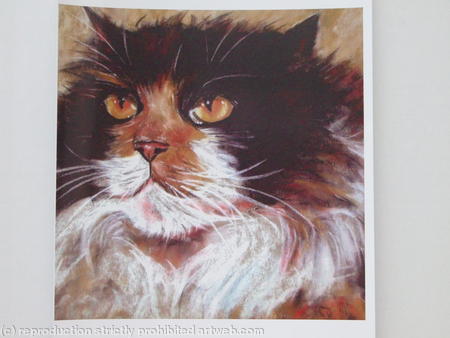 Cat Portrait - Ruby, fluffy tortoiseshell cat