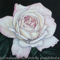 Devon Rose, small cream flower
