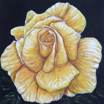 Devon Rose, yellow flower
