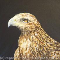  Bird of prey -Golden Eagle