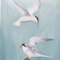 Bird of the Sea - Seagulls