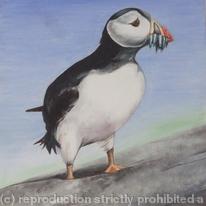 Bird of the Sea - Puffin