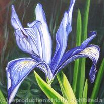 Blue Iris Flower