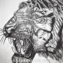 Big Cat Wildlife portrait - Tiger