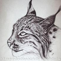 Big Cat Wildlife portrait - lynx